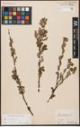 Foto von Salix aurita L.
